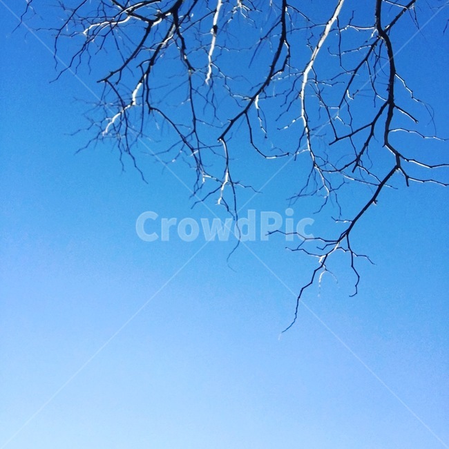 나무,tree,겨울하늘,하늘,파란,파랑,겨울