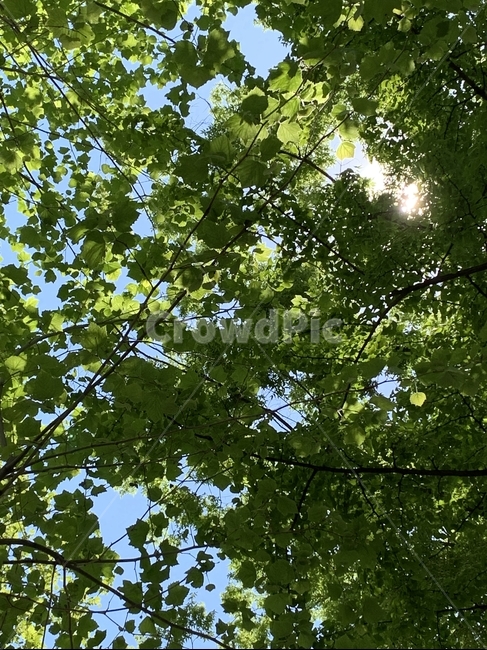 햇빛,여름,하늘,나무,풍경,푸른색,sky,tree,summer,따뜻한,감성,sunlight,날씨,맑음