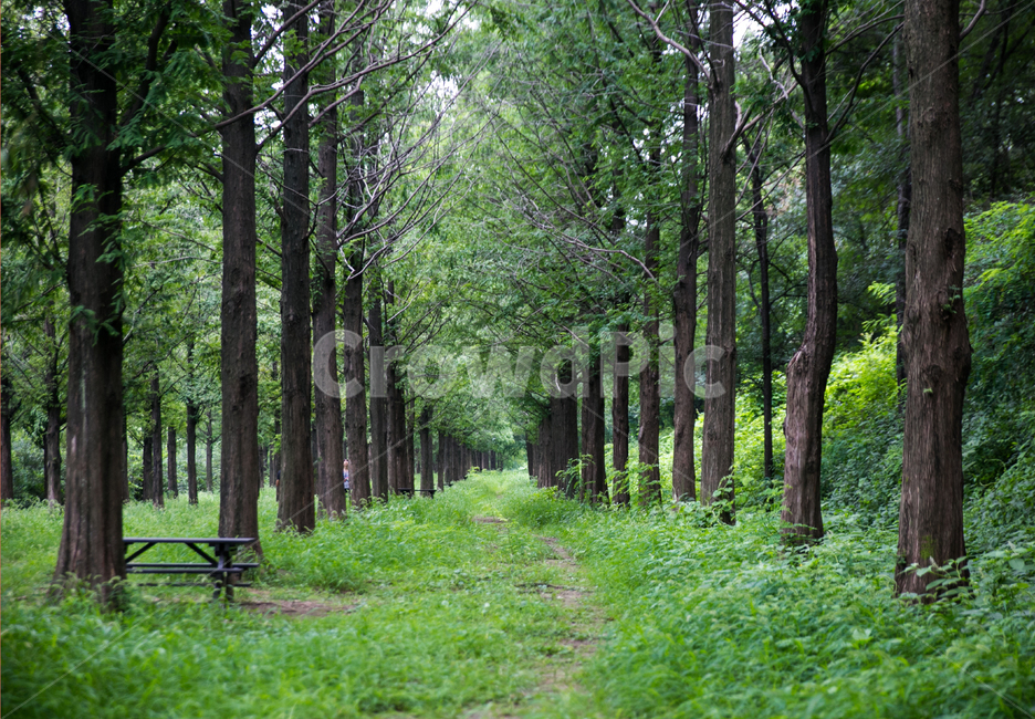 메타세콰이어숲,숲,여름,울창한,나무,자연,풍경,nature,landscape,tree,plant,식물,tree trunk,나무 줄기