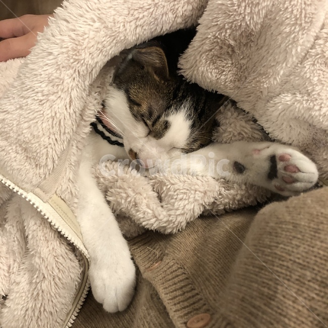 고양이,pet,animal,겨울잠,동물