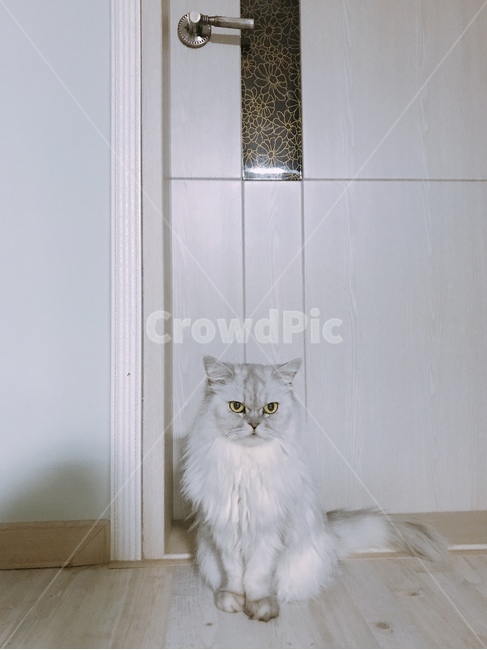 고양이,페르시안고양이,페르시안친칠라,친칠라,반려묘,cat,반려동물,애완동물,동물,animal,포유류,mammal,고양이,cat,kitten,kitty