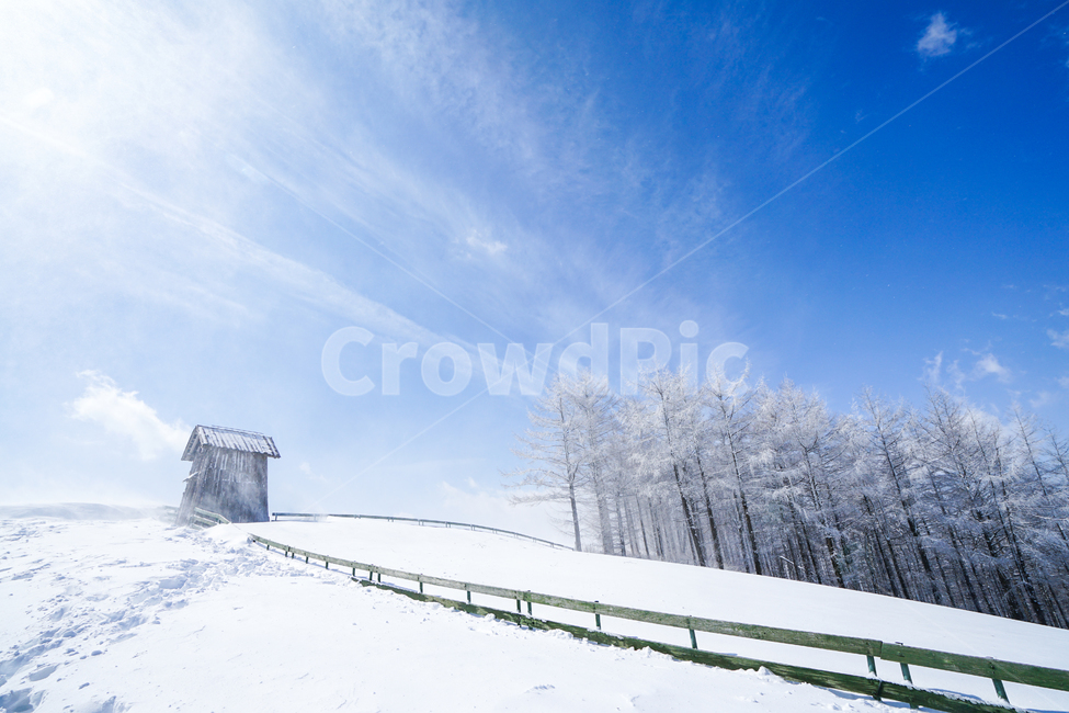 설경,양떼목장,대관령,눈사진,파란하늘,하늘,겨울,계절,winter,season,자연,풍경,nature,landscape,한국자연풍경,한국자연경관,korea nature landscape,outdoors,옥외