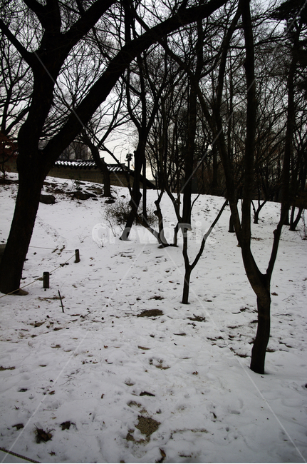 겨울,winter,풍경,설경,눈,나무,식물,plant,겨울,계절,winter,season,자연,풍경,nature,landscape,outdoors,옥외