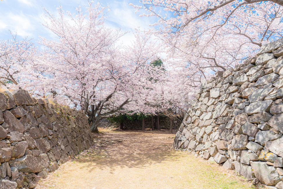 cherryblossom,cherry,background,season,pink,natural,nature,blossom,plant,beautiful,flower,spring,tree,bloom,fullbloom,벚꽃,버찌,벚나무,배경,벚꽃시즌,분홍,핑크,자연,식물,아름다움,꽃,봄,나무,만개,clear,fine,sky,skybackground,soft,청명한,하늘,하늘배경,봄,계절,spring,season
