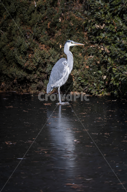 왜가리,학교연못,배봉탕,하늘연못,새,언호수,pond,bird,heron,frozenpond,winter