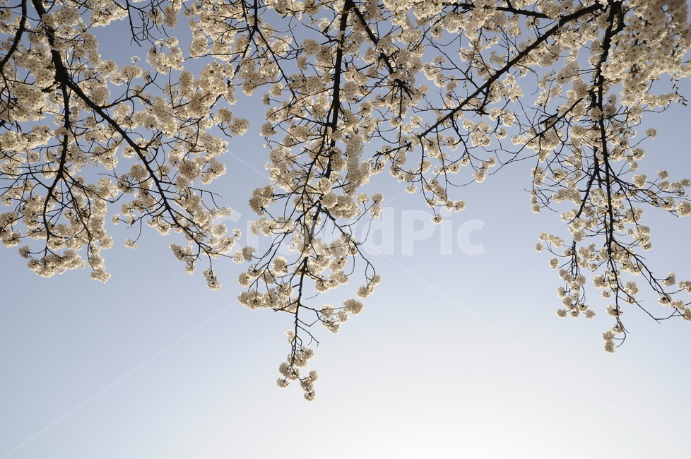 벚꽃,사쿠라,소풍,봄,나들이,자연,봄나들이,꽃송이,식물,blossom,plant,꽃,flower,cherryblossom