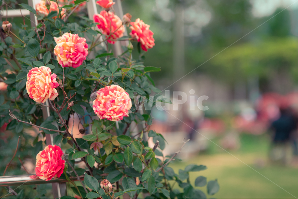 장미,장미꽃,꽃,rose,flower,주황색장미,주황색,orange,식물,자연,plants,nature,꽃,flower,감성,sensible,feeling
