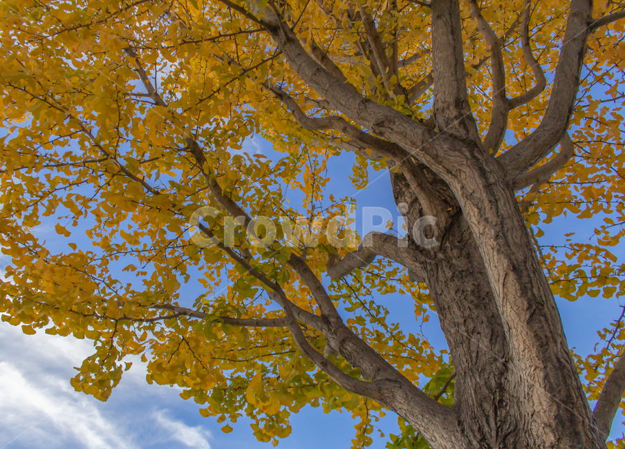 은행,은행나무,은행잎,하늘,구름,가을,계절,fall,autumn,season,tree,나무,plant,식물,tree trunk,나무 줄기