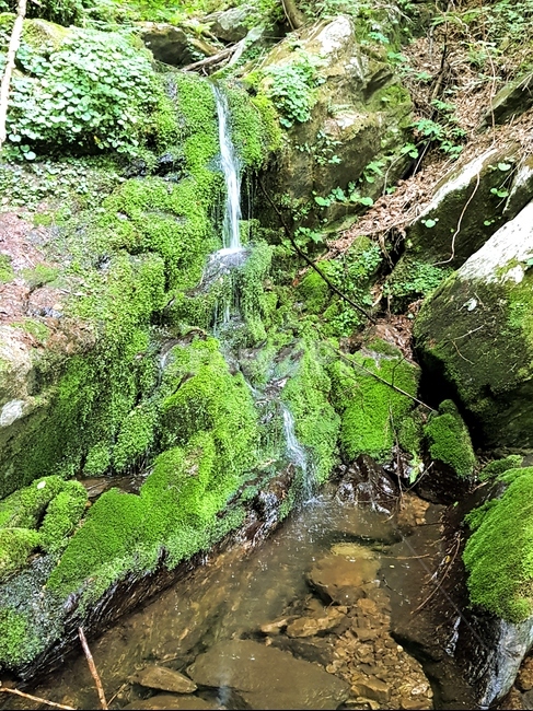 자연,계곡,이끼,졸졸,물,자연,풍경,nature,landscape,plant,식물,water