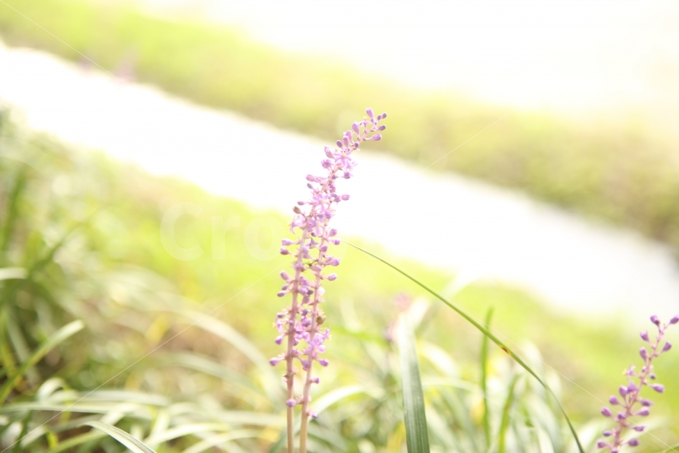꽃,자연,여행,봄,여름,가을,겨울,식물,자연,plants,nature,꽃,flower,휴식,힐링,rest,relaxation,healing