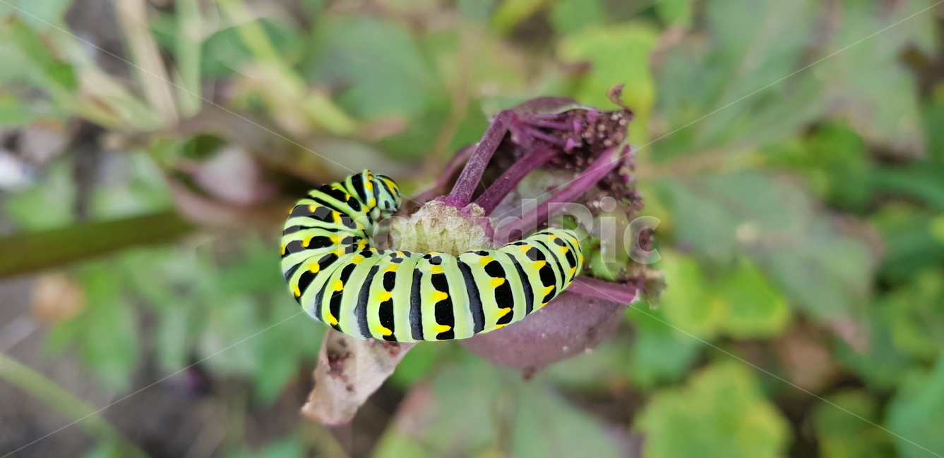애벌레,larva,곤충,유충,식물,여름,동물,animal,곤충,벌레,insect,bug