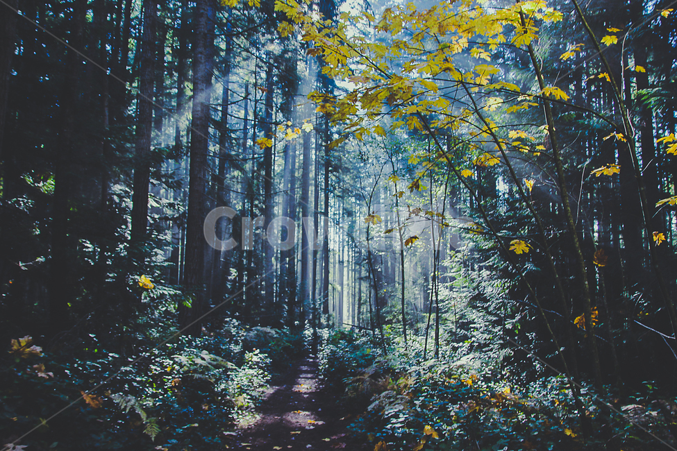 숲속,숲,자연,나무,나무숲,자연,풍경,nature,landscape,휴식,힐링,rest,relaxation,healing,vegetation,초목,plant,식물,tree,land,땅,outdoors,옥외,woodland,삼림지,forest