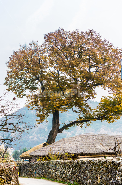 돌담길,초가집,민속마을,전통가옥,느티나무,관광명소,시골,마을,풍경,landscape,country,rural,town,한국전통,한국문화,korean traditional,korean culture,식물,자연,plants,nature,나무,trees,wood