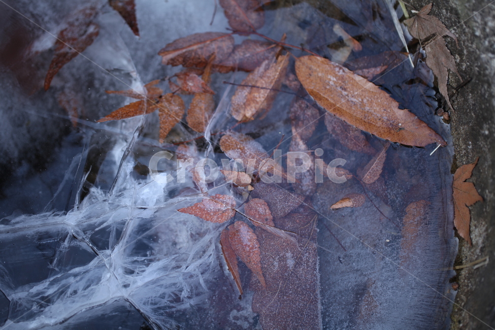 얼음,nature,자연,ice,빙,outdoors,옥외,plant,식물,leaf,잎,겨울,계절,winter,season