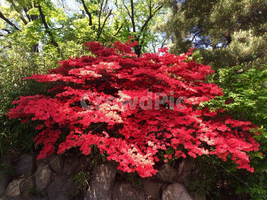 철쭉꽃,주황색꽃,녹색,화려함,햇살,오월