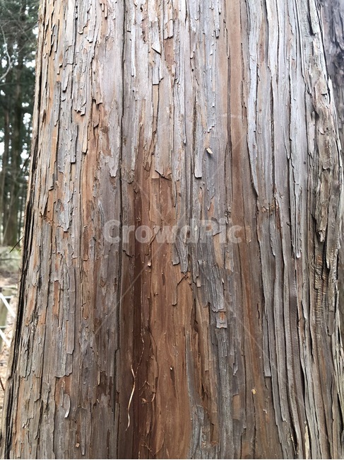 나무,자연,숲,풍경,tree