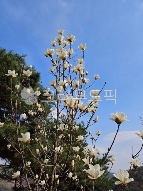 sky,spring flowers,magnolia,tree,magnolia flower,white magnolia,flower