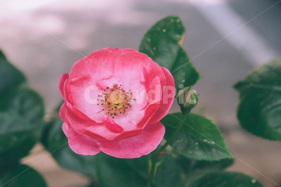 꽃,봄,자연,식물,풍경,자연풍경,핑크,분홍,nature,flower,꽃사진,봄,계절,spring,season,식물,자연,plants,nature,꽃,flower,감성,sensible,feeling,plant,anemone,아네모네,blossom,rose,장미