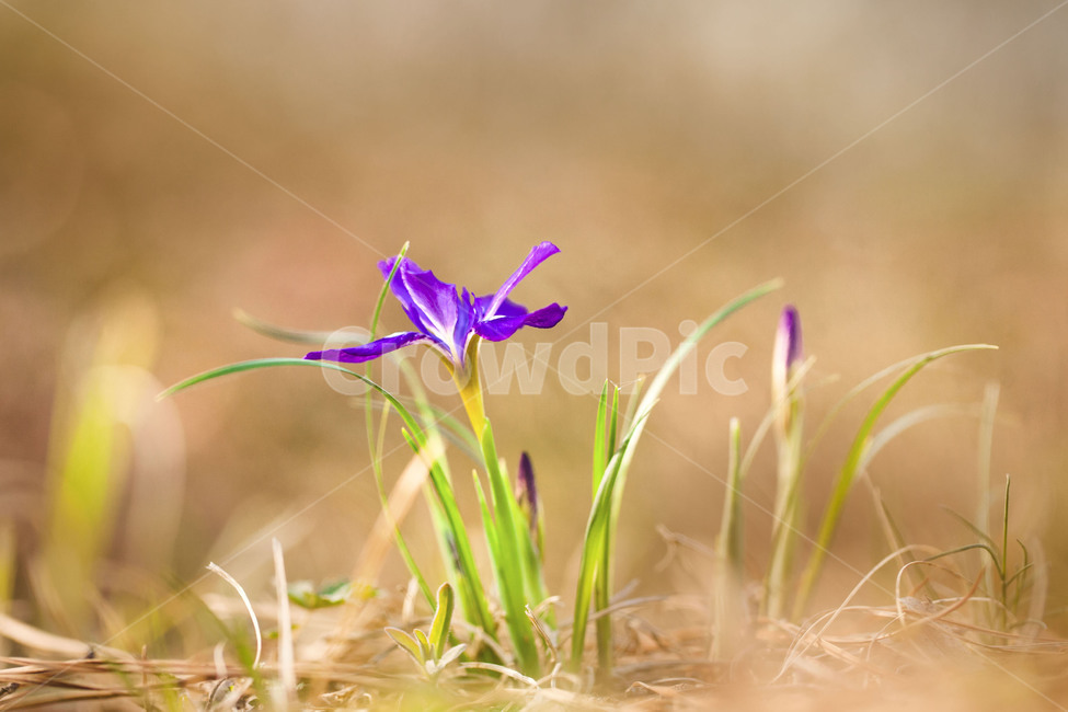 plant,식물,flower,꽃,각시붓꽃,붓꽃,식물,자연,plants,nature,꽃,flower