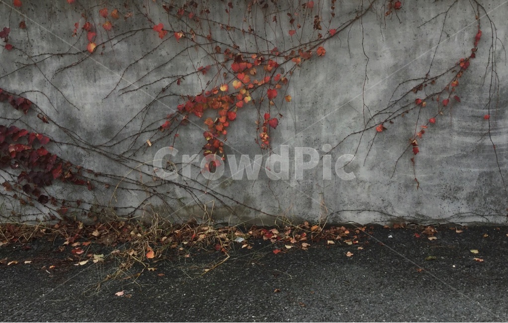 회색,벽,배경,background,가을,텍스쳐,질감,야외,담쟁이,낙엽,단풍,wall,fall,texture