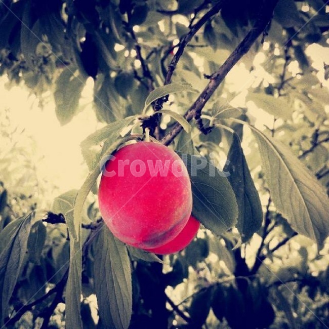 과일,복숭아,자두,빨강,나무,꽃,과일,열매,fruit