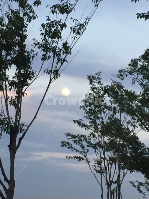 나무,하늘,파란색,맑음,달