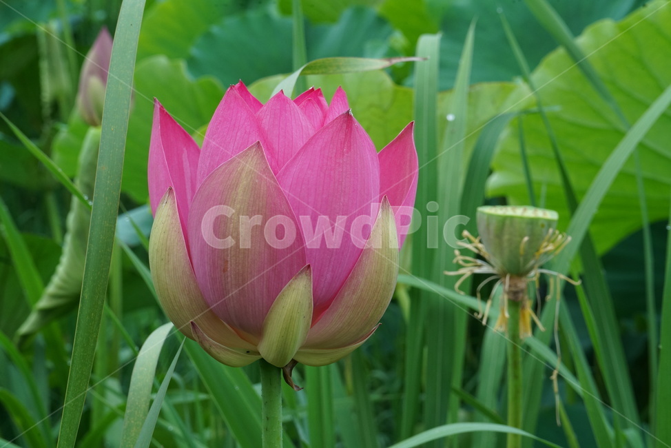 연꽃,련꽃,수초,식물,iotus,담수초,수중식물,수련과