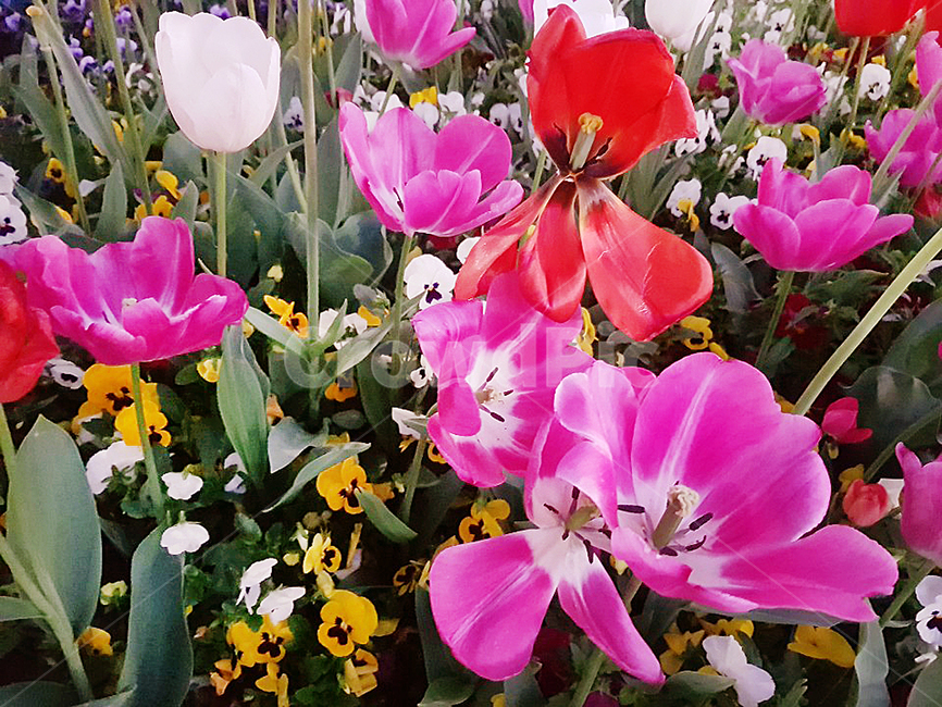 꽃,식물,자연,꽃잎,plants,nature,flower,feeling,봄,계절,springseason