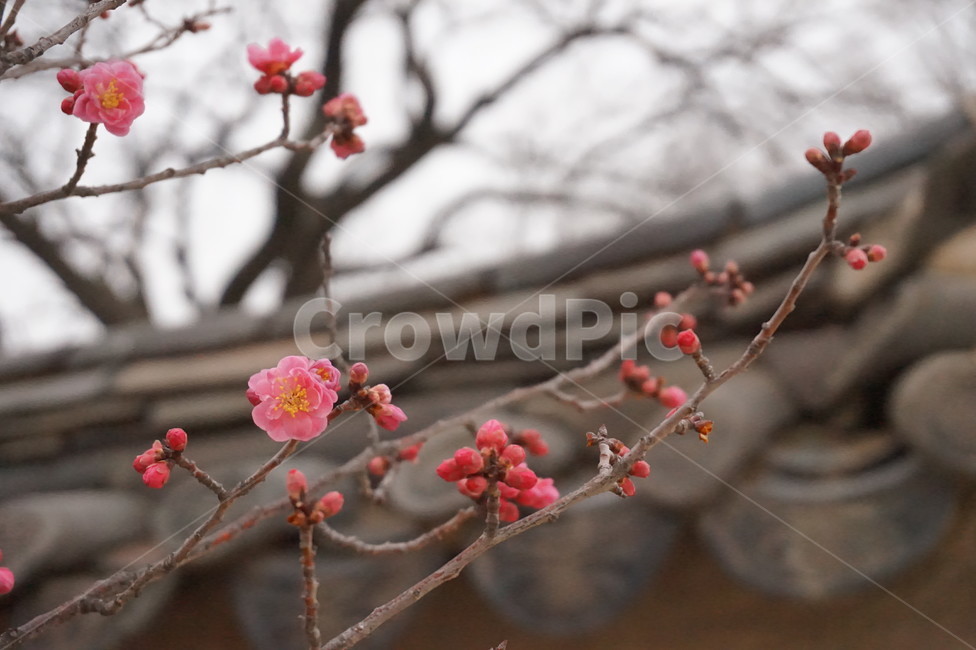 매화,봄꽃,꽃,봄,한옥,홍매화,설중매,홍설매,꽃나무,기와,궁궐,한국,전통,창경궁,flower,spring,핑크,감성사진,매화꽃,핫핑크,성중매,근하신년,새해,새해인사,전통적인,봄,계절,spring,season,식물,자연,plants,nature,꽃,flower,plant