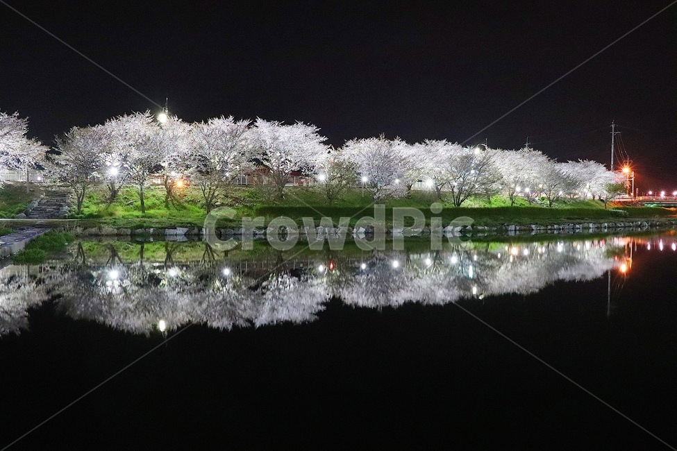 꽃,벚꽃,풍경,야경,감성,봄,계절,spring,season,자연,풍경,nature,landscape,한국자연풍경,한국자연경관,korea nature landscape,야경,밤,nightscape,night,plant,식물
