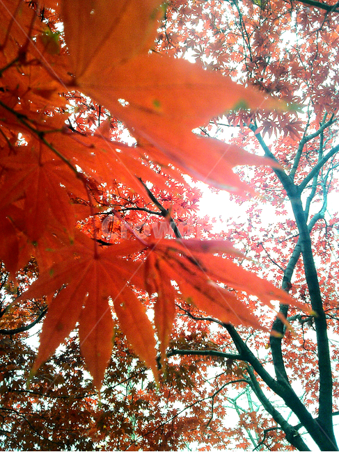 가을,잎,tree,나무,단풍,maple,가을,계절,fall,autumn,season,leaf,plant,식물