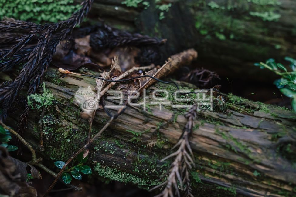 Cordyceps sinensis,cedar,forest,nature,stub,mushroom