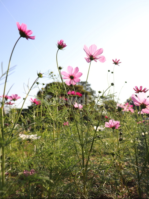 blossom,꽃,식물,plant,flower,가을,햇빛,가을,계절,fall,autumn,season,식물,자연,plants,nature,꽃,flower,geranium,제라늄