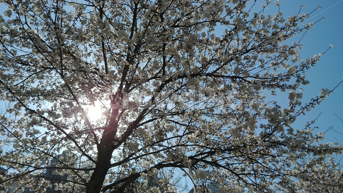 꽃,하늘,벚꽃,해,자연,flare,light