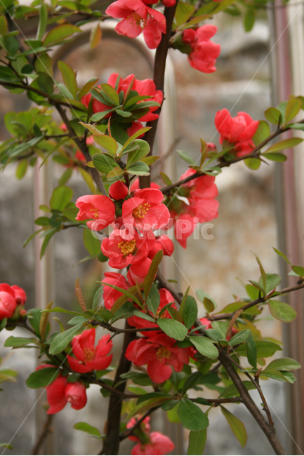 명자꽃,명자나무,붉은색,봄,봄날,감성,spring,flower,공원,풍경,식물,새싹,잎,초록,꽃,봄,계절,spring,season,식물,자연,plants,nature,꽃,flower,plant,geranium,제라늄,blossom,acanthaceae,잔잔과