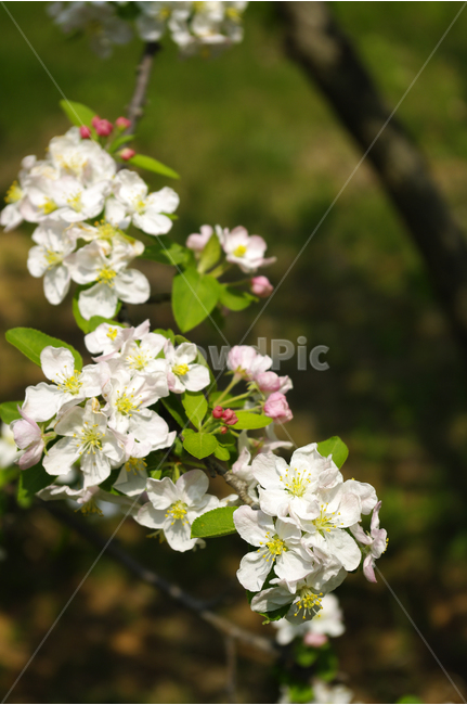꽃사과,식물,flower,plants,nature,꽃,꽃봉오리,color,나무,식물,자연,plants,nature,꽃,flower