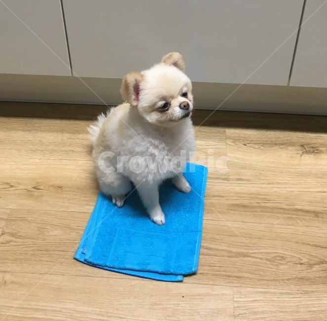 강아지,반려견,애완동물,애완견,개