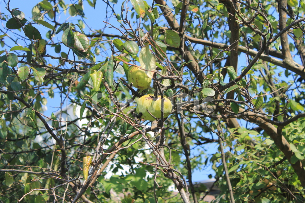 모과,quince,가을,autumn,fall,plant,식물,fruit,과일,음식,나무,trees,wood,과일,열매,fruit