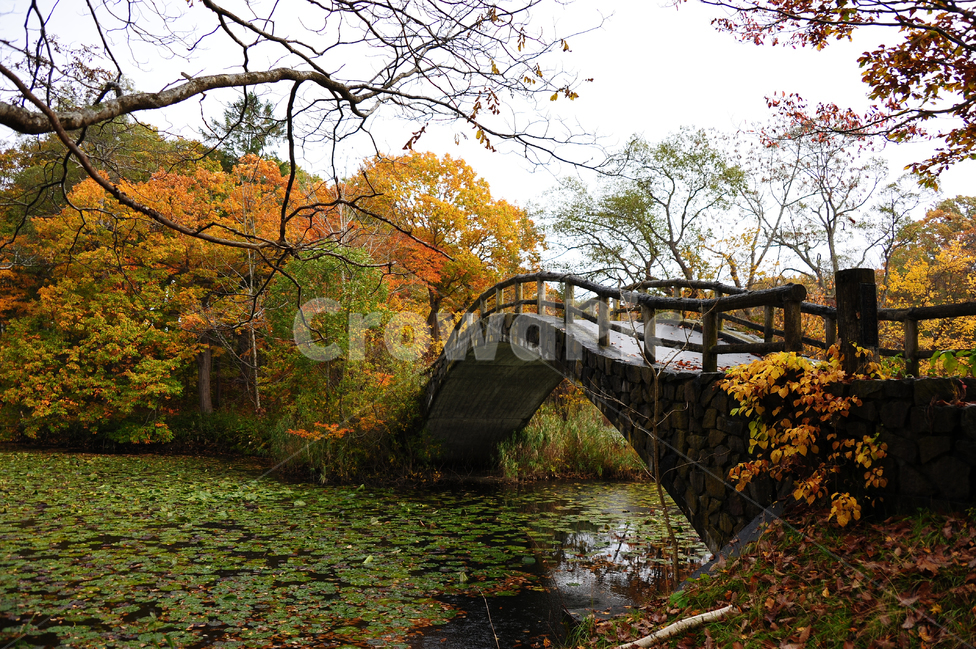 일본,홋카이도,오누마공원,단풍,초록,호수,다리,공원,가을,가을,계절,fall,autumn,season,자연,풍경,nature,landscape,tree,나무,plant,식물,outdoors,옥외,water,물