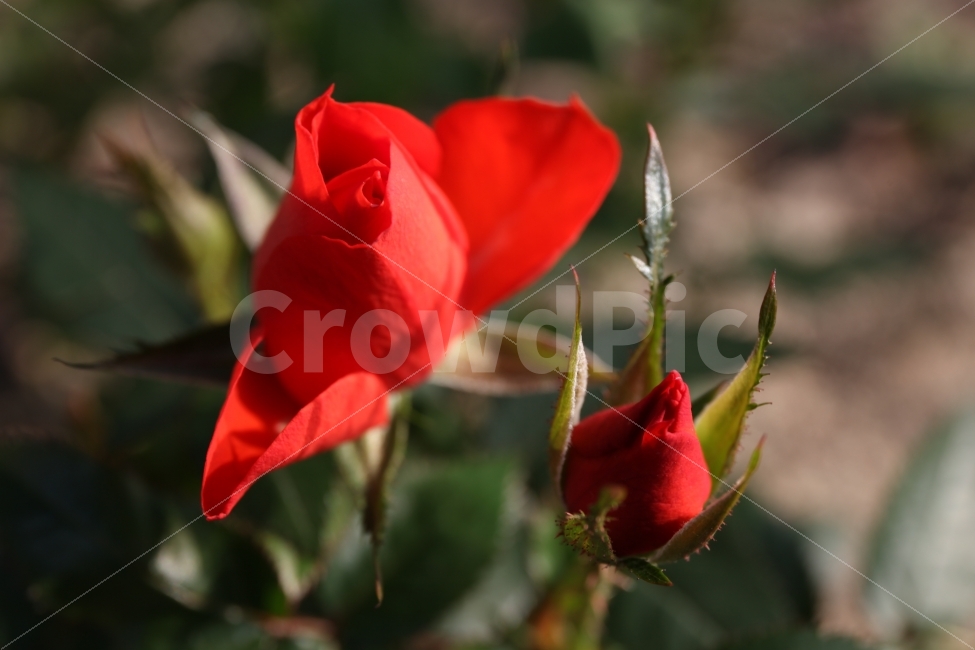 5월,장미,접사,봄,정원,빨강,식물,자연,plants,nature,꽃,flower