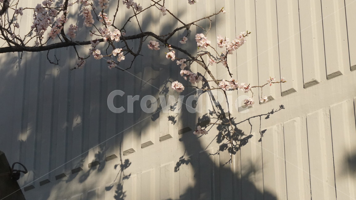 봄,봄꽃,벚꽃,cherryblossom,spring,flower,shadow,그림자,햇빛,따뜻한,봄,계절,spring,season,plant,식물