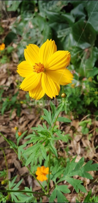노란색,자연,꽃,식물,여름꽃,식물,자연,plants,nature,꽃,flower