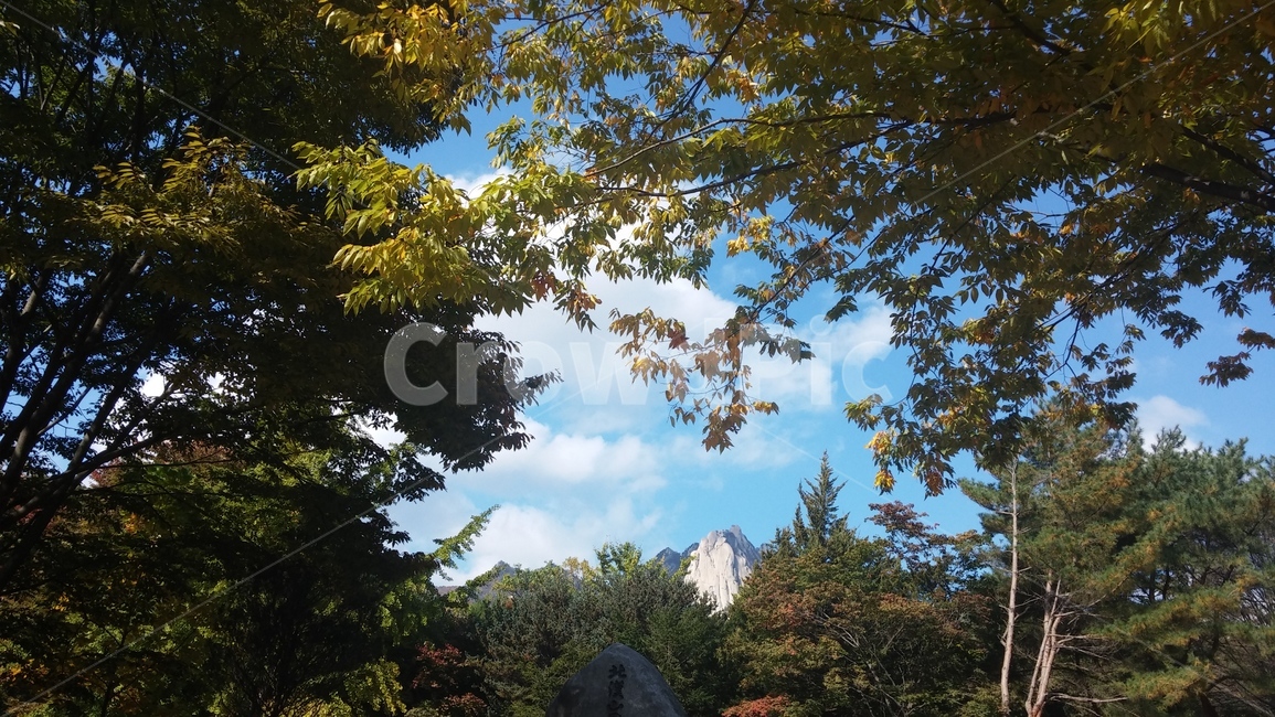 도봉산은행나무,초가을도봉산,도봉산,도봉산나무,가을도봉산