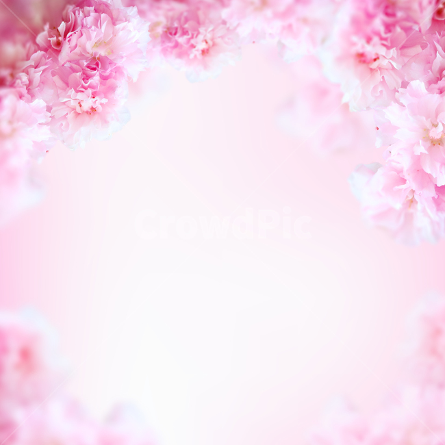 꽃,봄,프레임,백그라운드,배경이미지,식물,내츄럴,꽃송이,꽃잎,카네이션,분홍,핑크,카피스페이스,봄,계절,spring,season,plant,flower,cherry blossom,벚꽃,blossom
