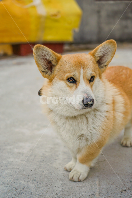 코기,웰시코기,개,강아지,숏다리,댕댕이,동물,animal,포유류,mammal,개,강아지,dog,doggy