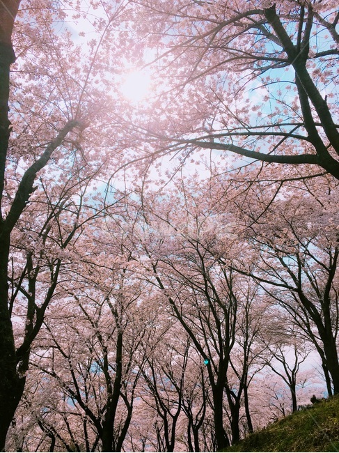 벚꽃,봄,자연,풍경,나무,봄,계절,spring,season,plant,식물