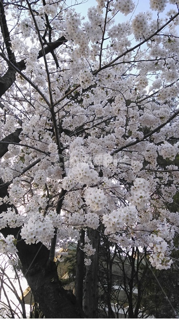 꽃,벚꽃,나무,풍경,배경