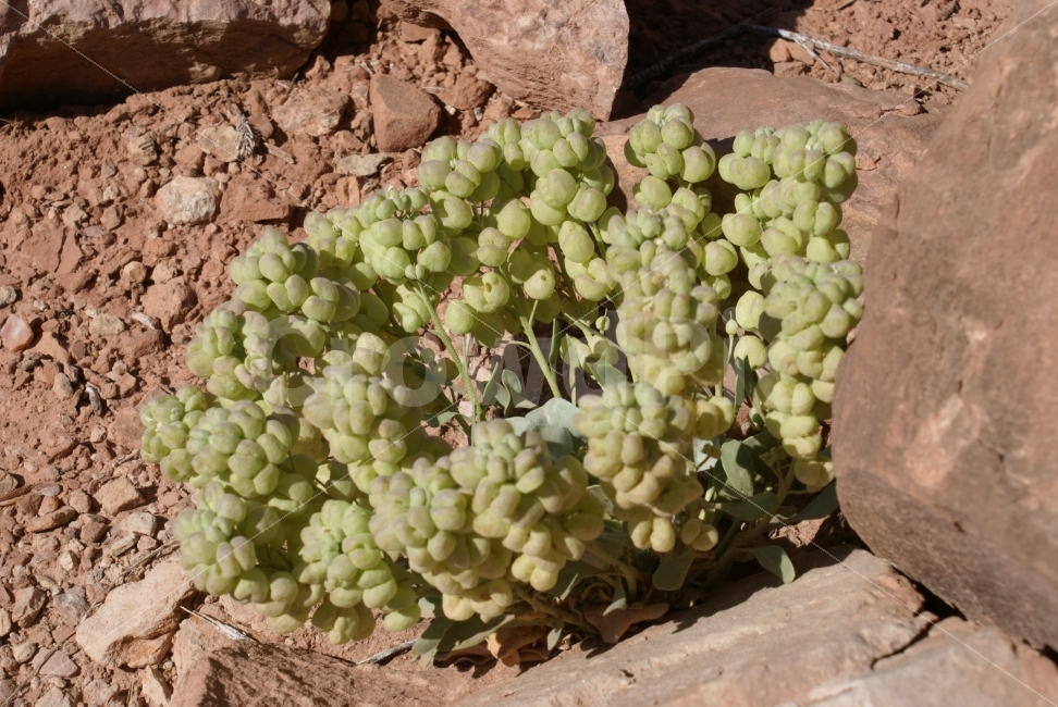 사막,희망,식물,열매,생명,식물,자연,plants,nature