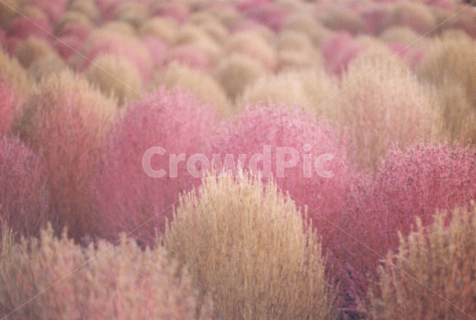 자연,필름,감성,댑싸리,꽃,필름사진,가을,계절,fall,autumn,season,식물,자연,plants,nature,감성,sensible,feeling