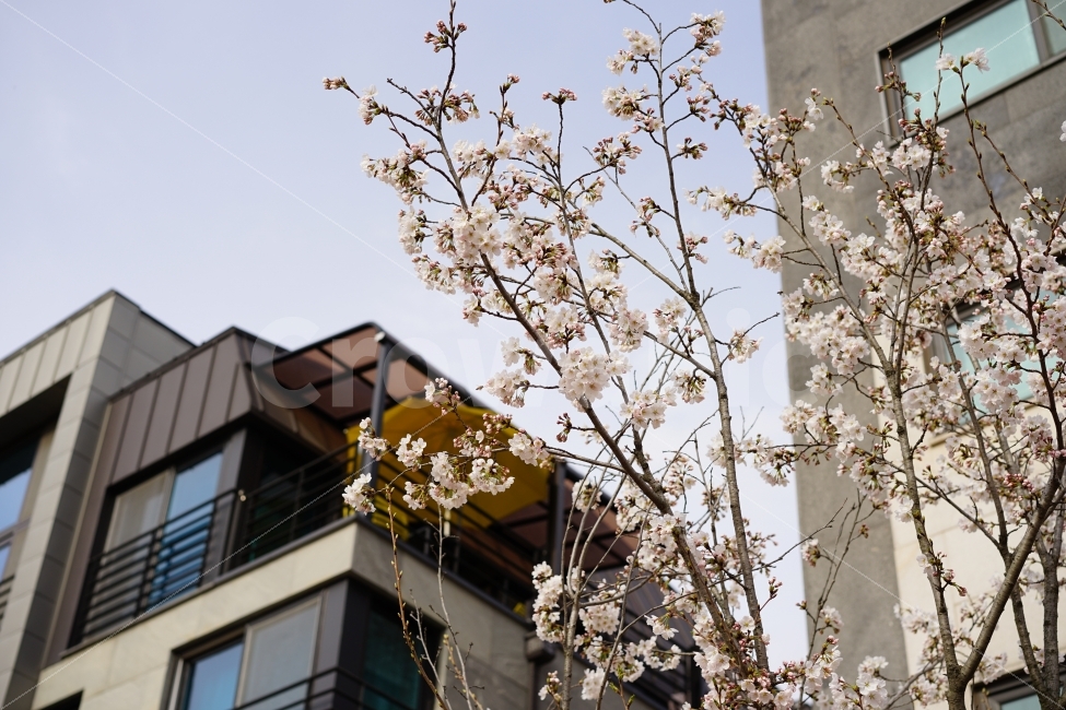 봄,벚꽃,화이트,나들이,산책,봄날,식물,화사,만개,4월,봄볕,햇살,하늘,꽃,식물,자연,plants,nature,봄,계절,spring,season,꽃,flower,plant